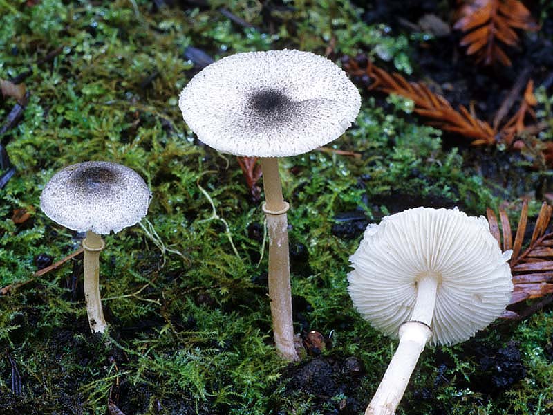 Lepiota atrodisca